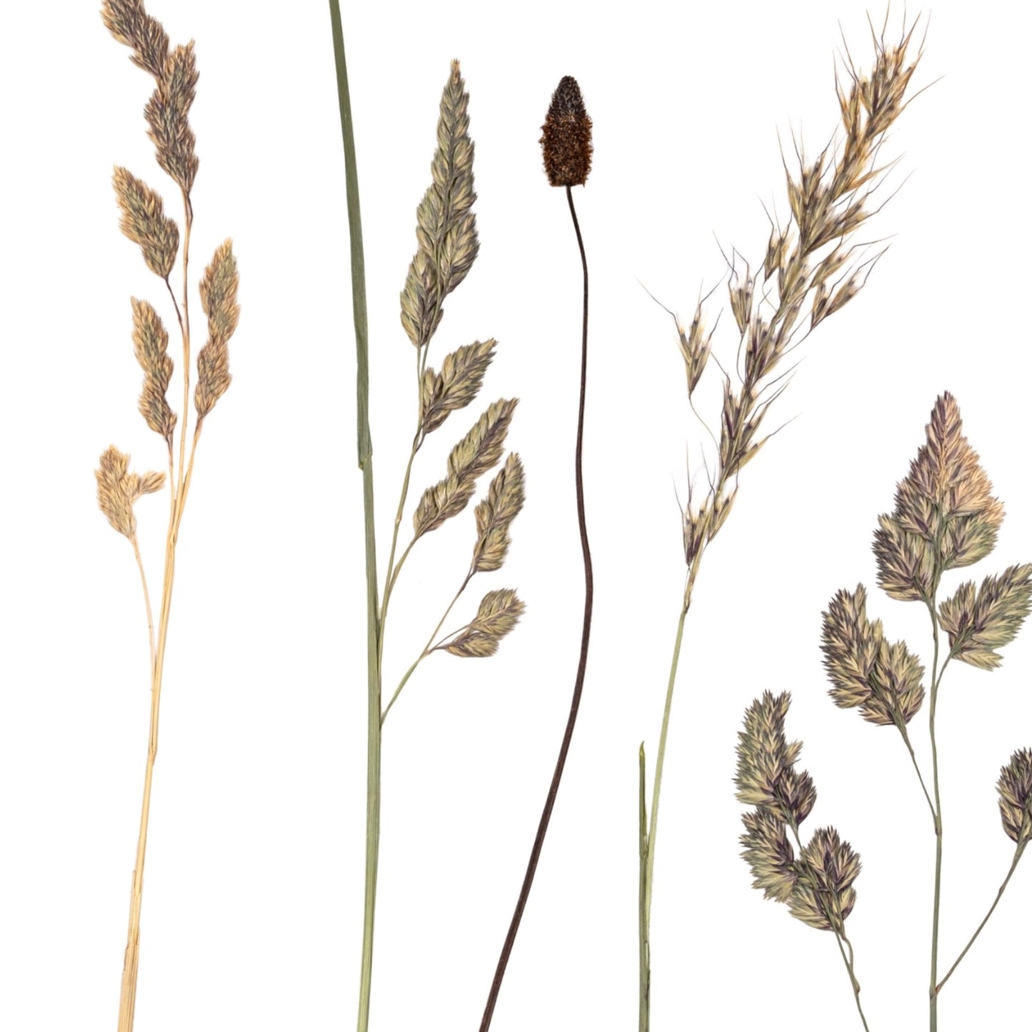 Sligo Grasses