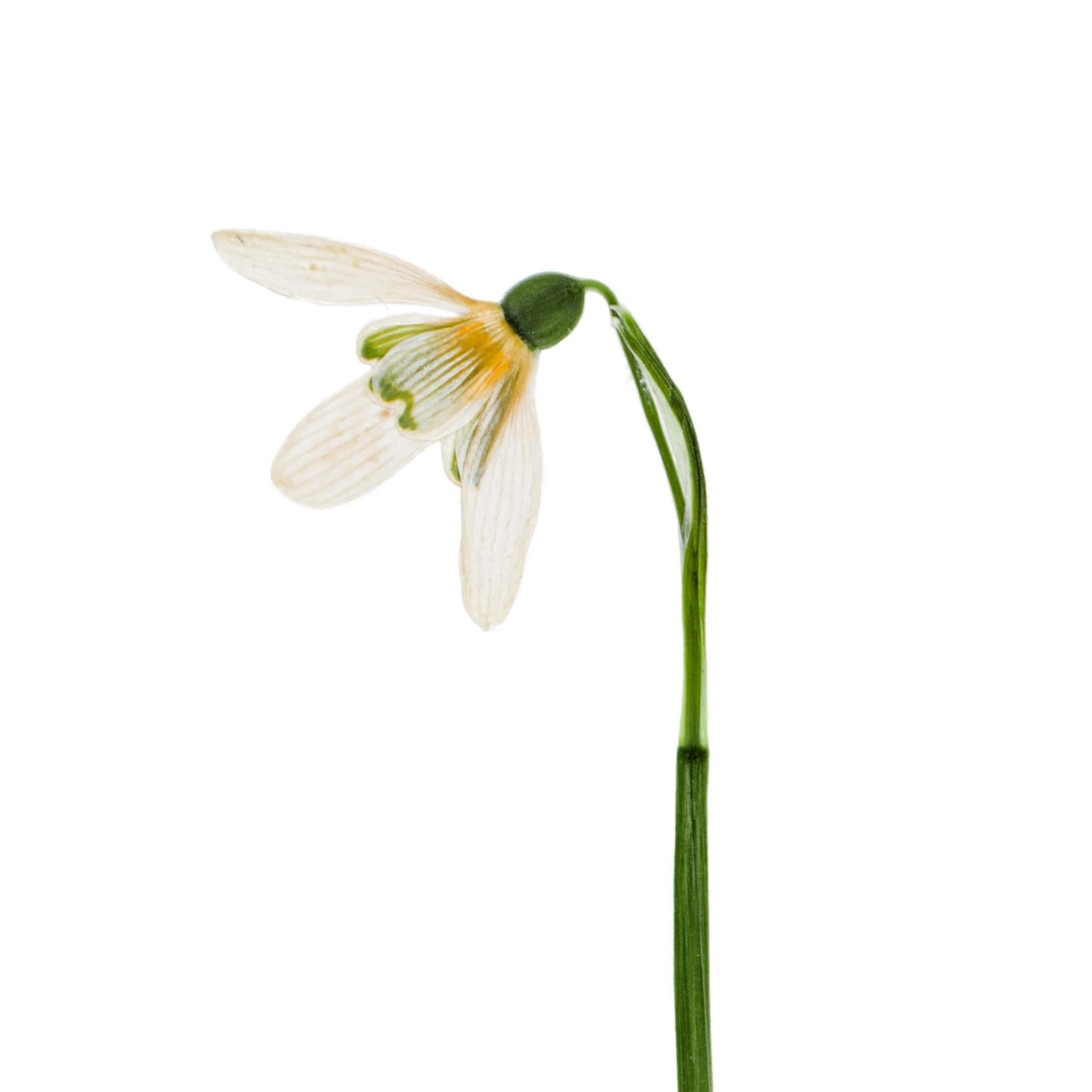 Snowdrop