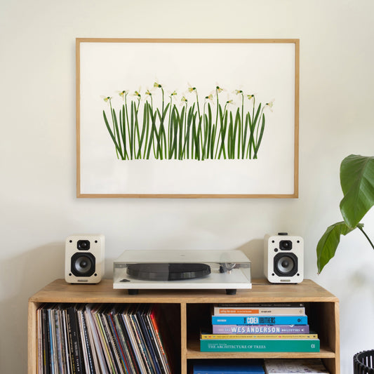 Snowdrops I
