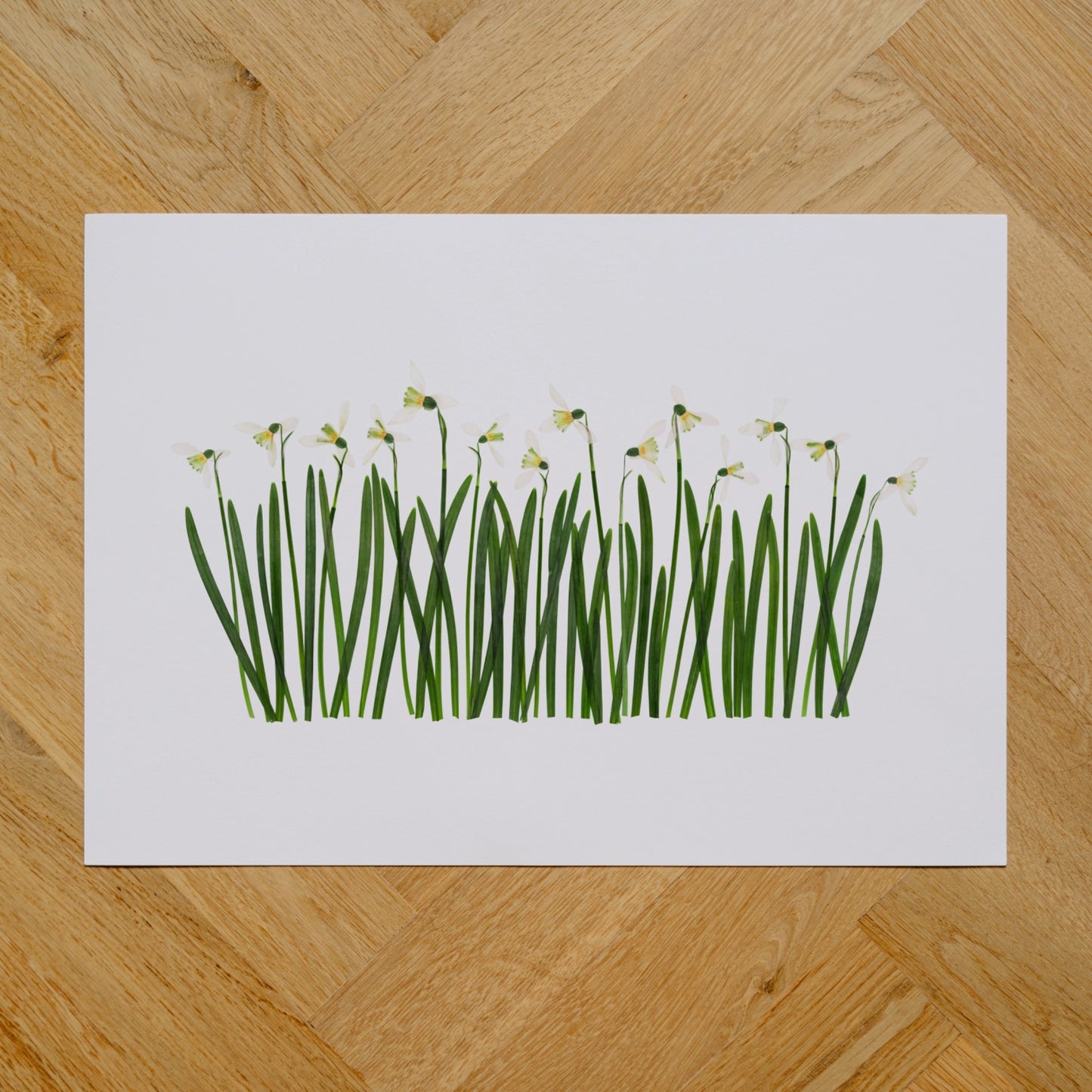 Snowdrops I