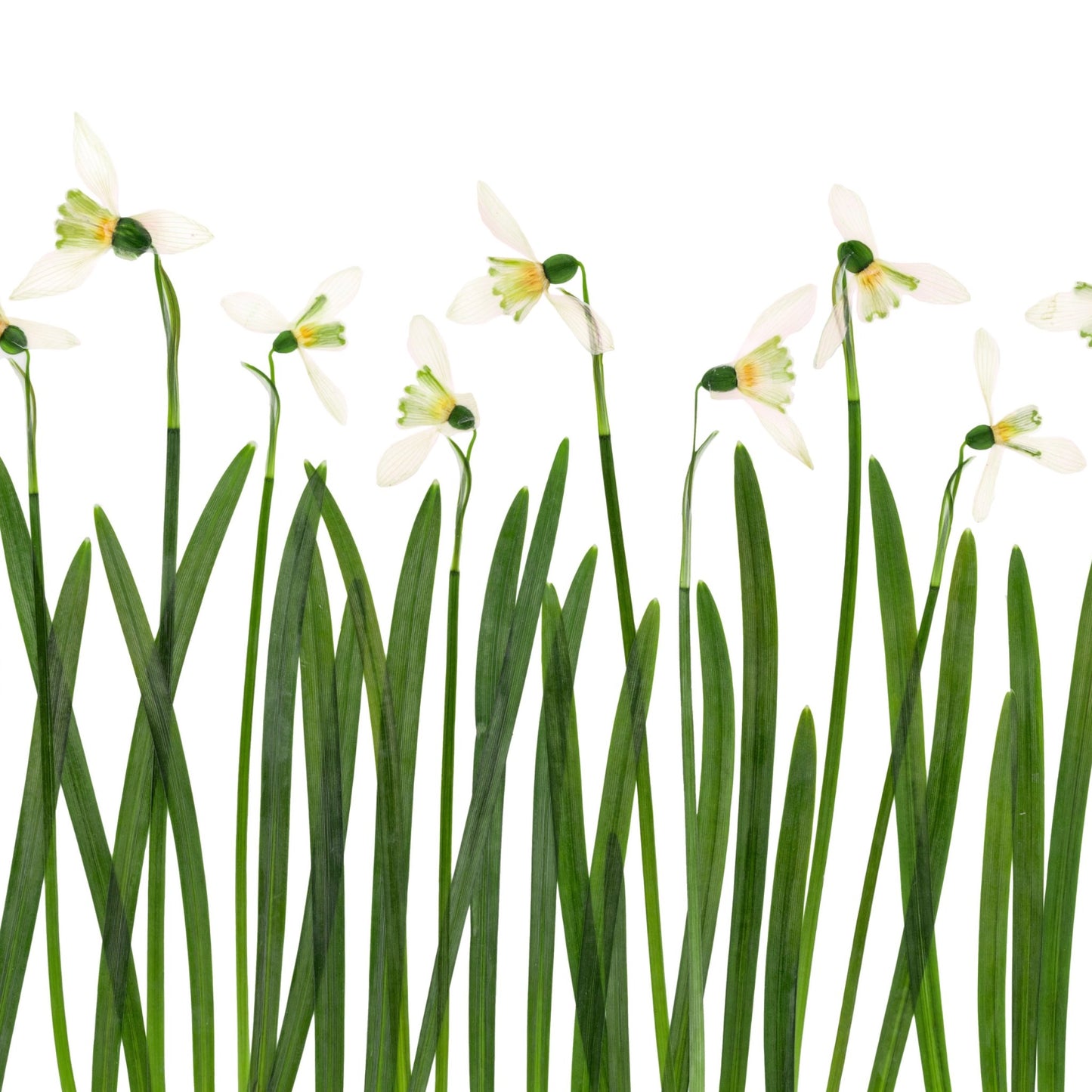 Snowdrops I