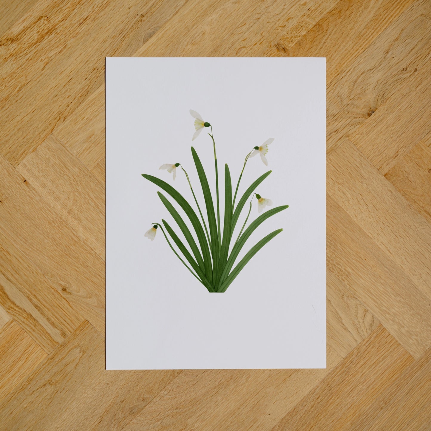 Snowdrops II