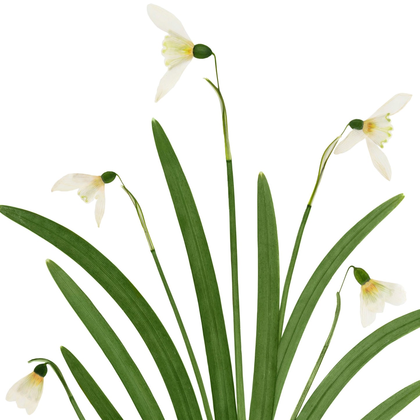 Snowdrops II