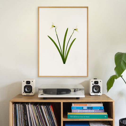 Snowdrops III