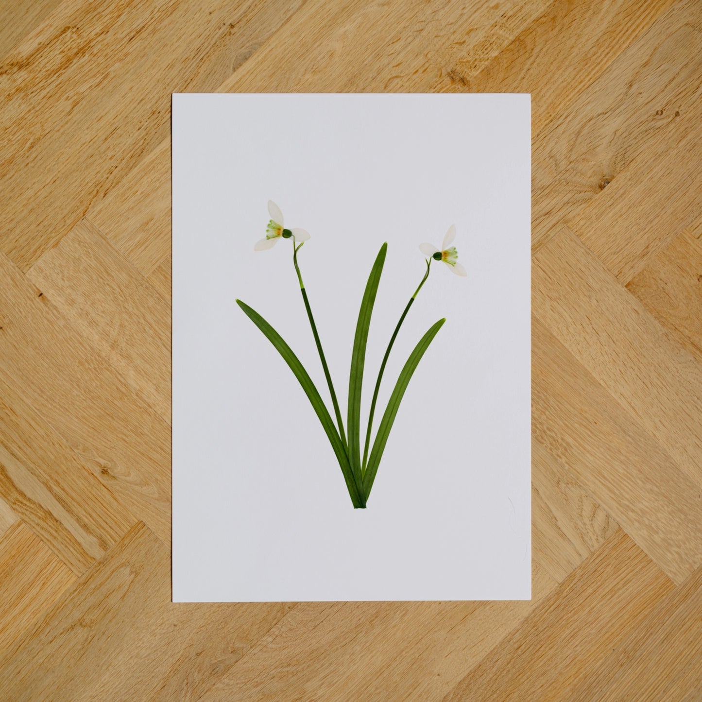 Snowdrops III