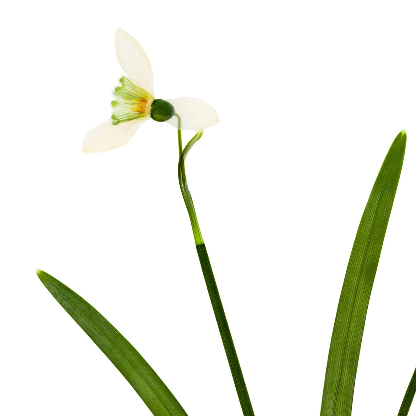 Snowdrops III