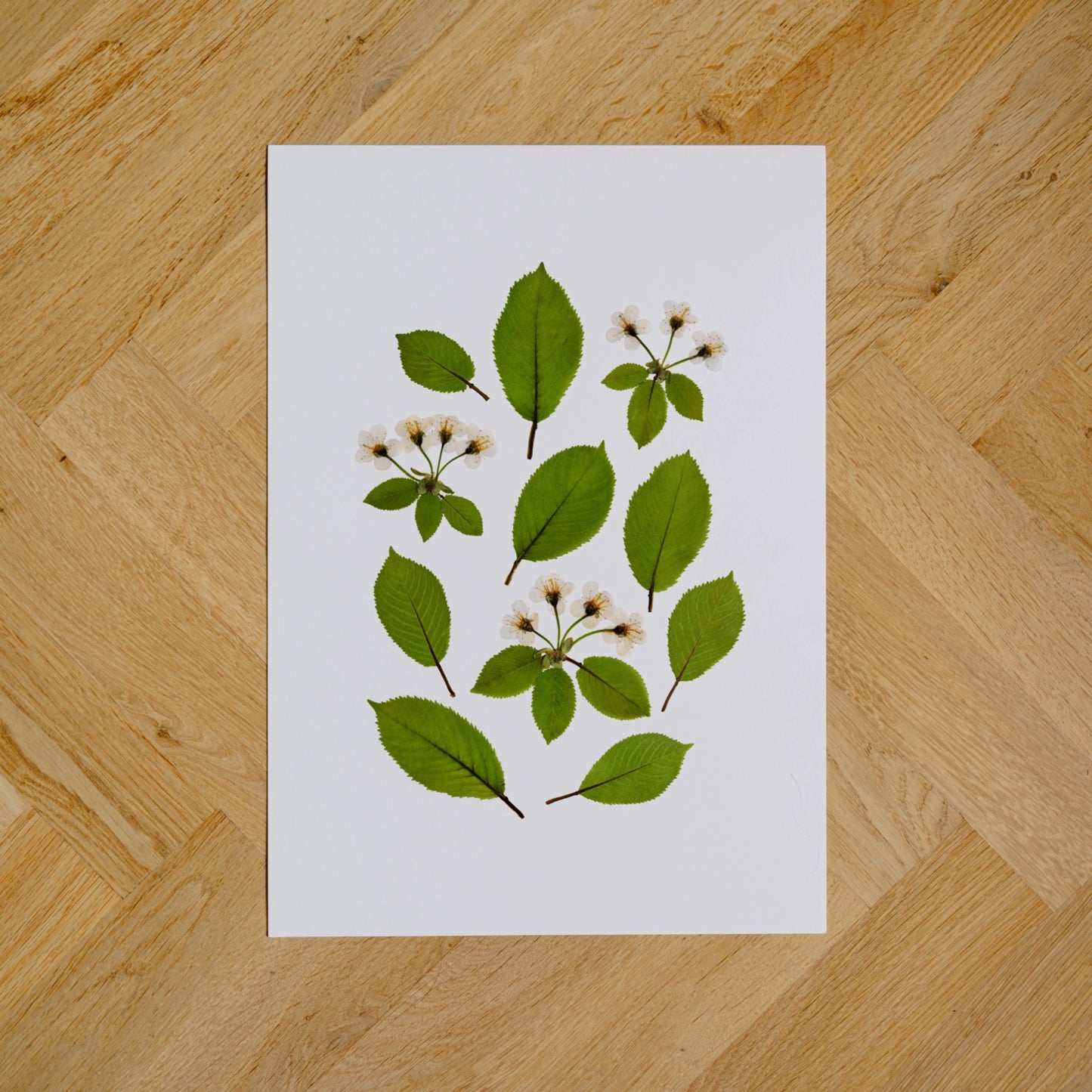 Wild Cherry I