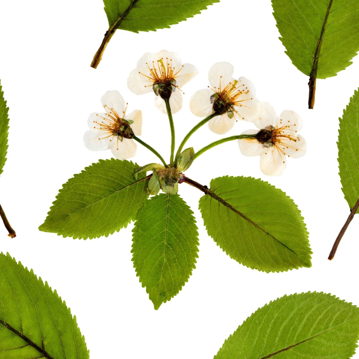 Wild Cherry I
