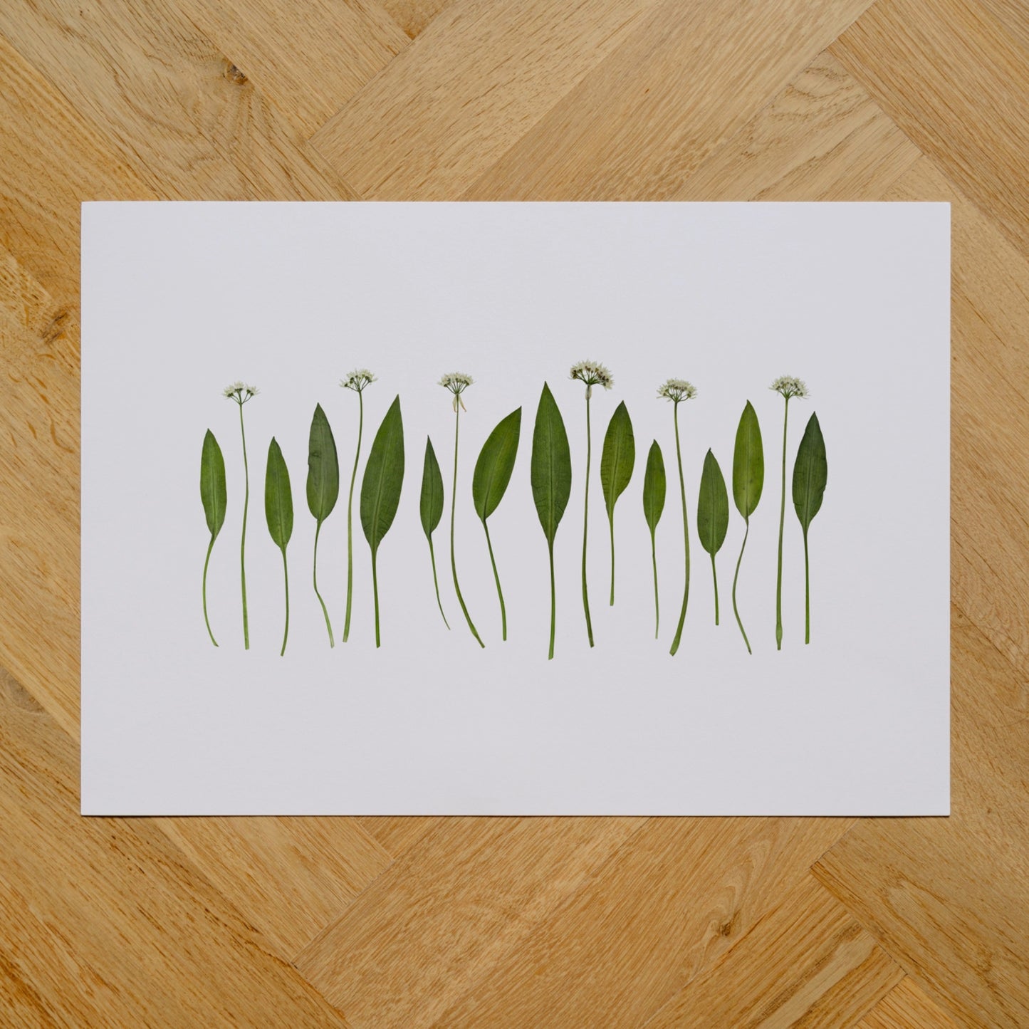 Wild Irish Garlic