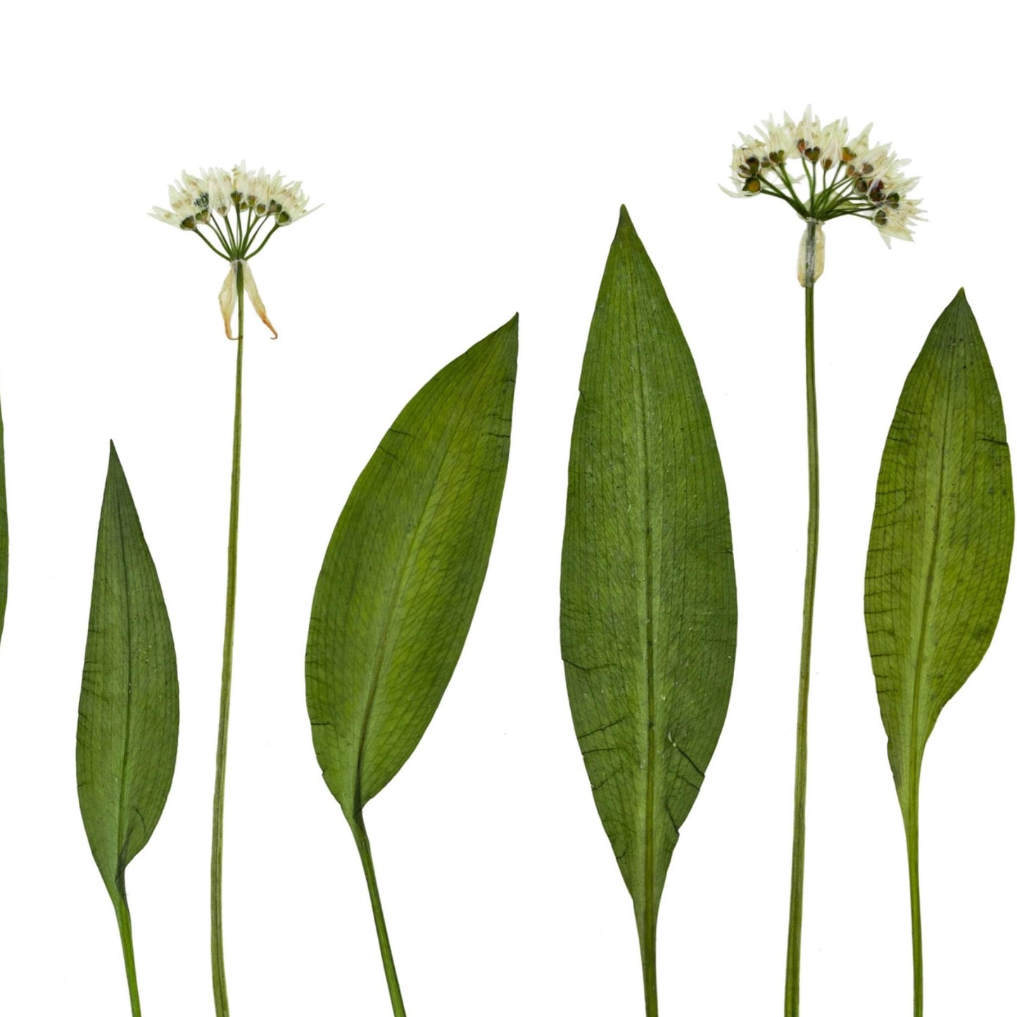 Wild Irish Garlic