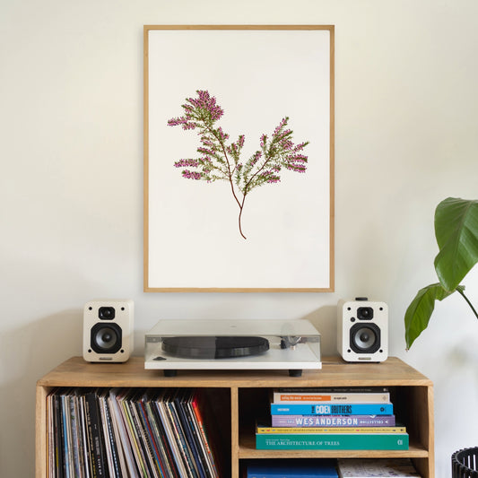 Wild Irish Heather