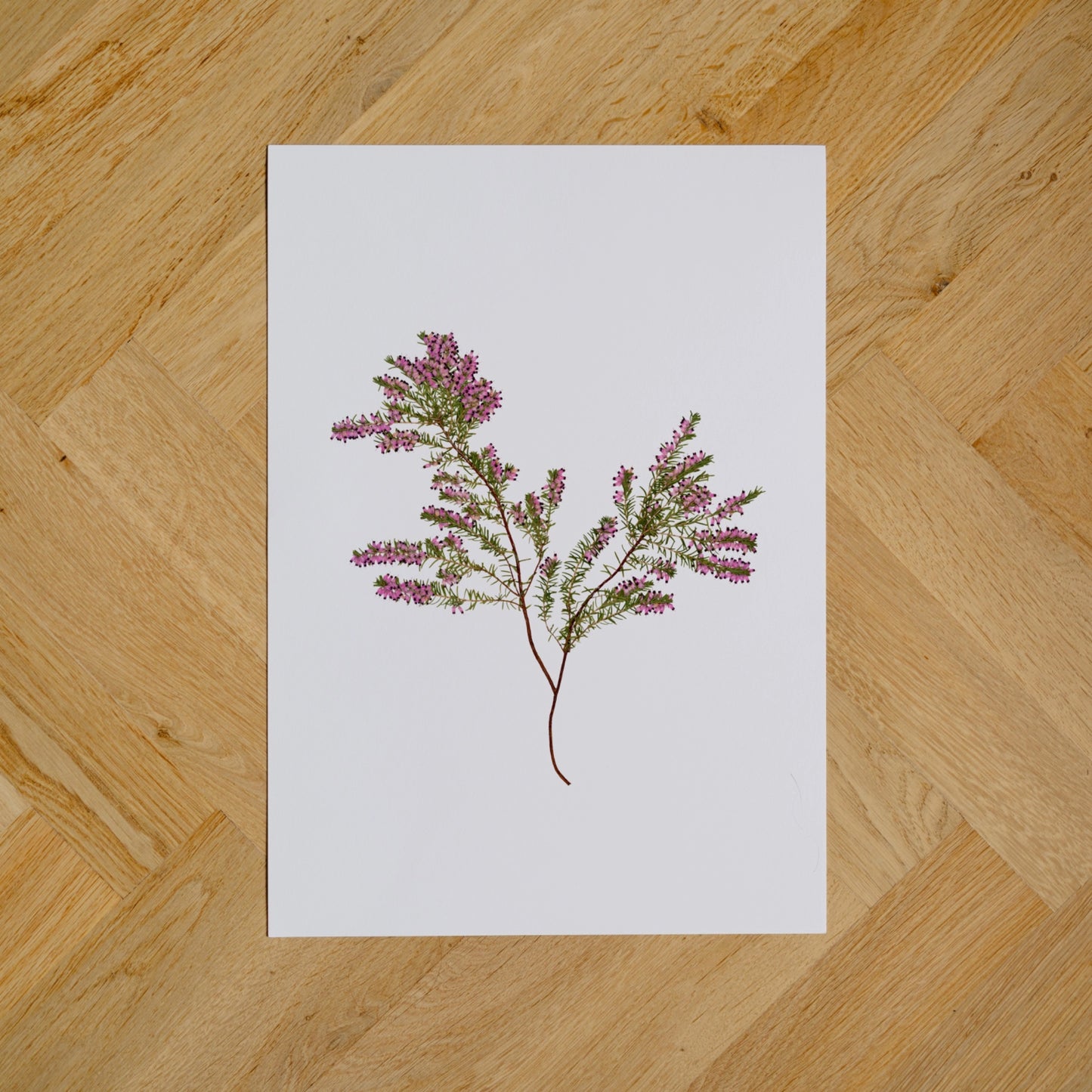 Wild Irish Heather