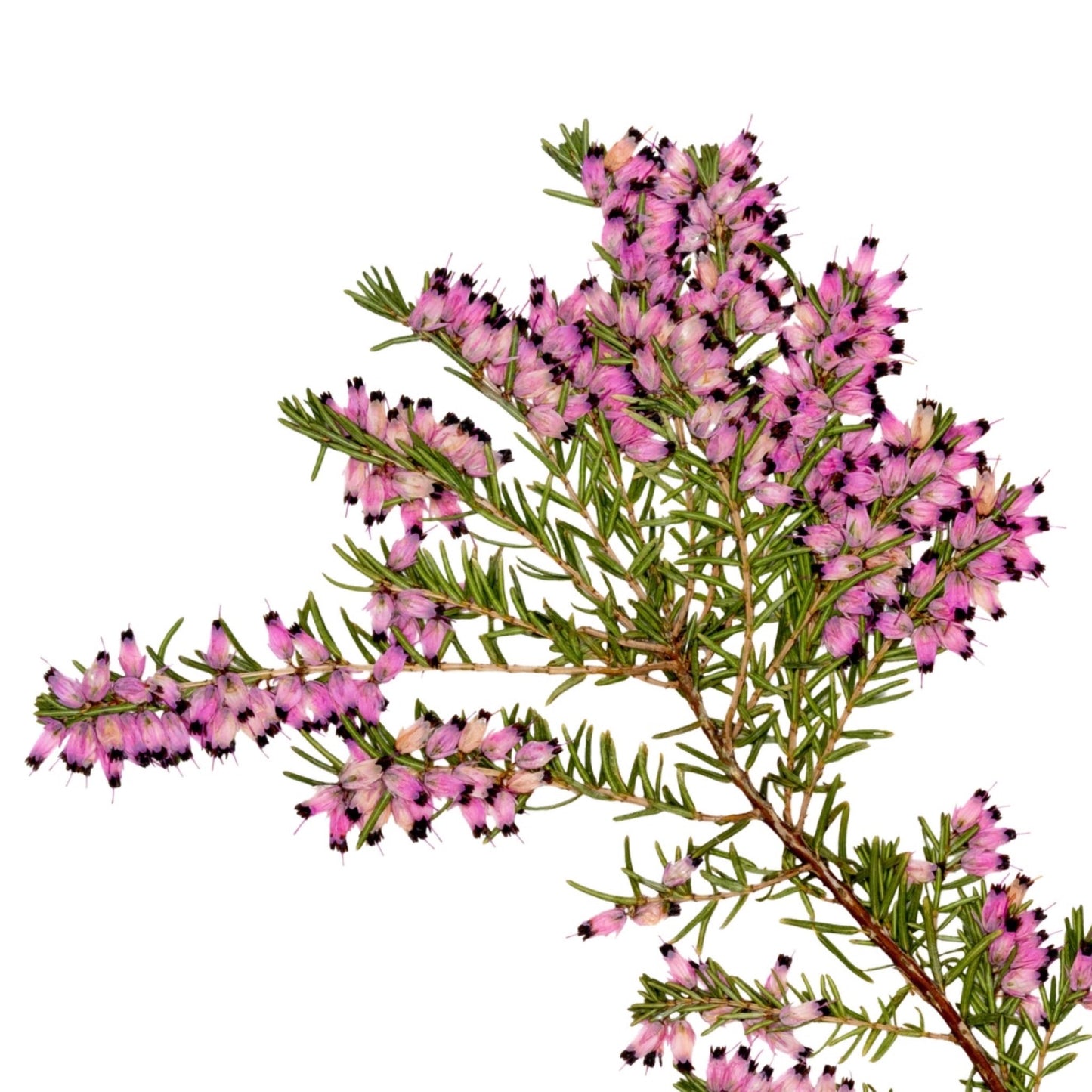 Wild Irish Heather