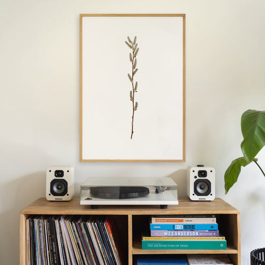 Willow Catkins I