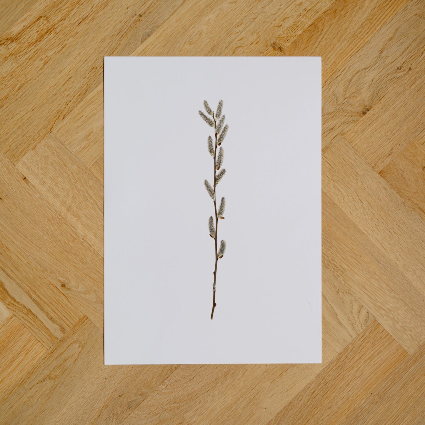 Willow Catkins I