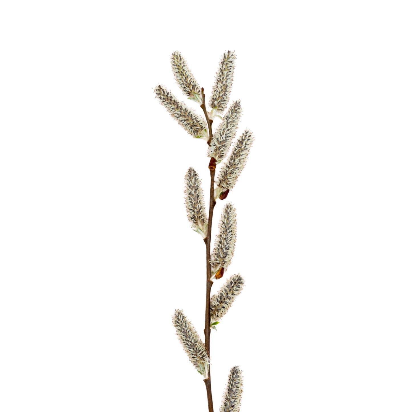Willow Catkins I