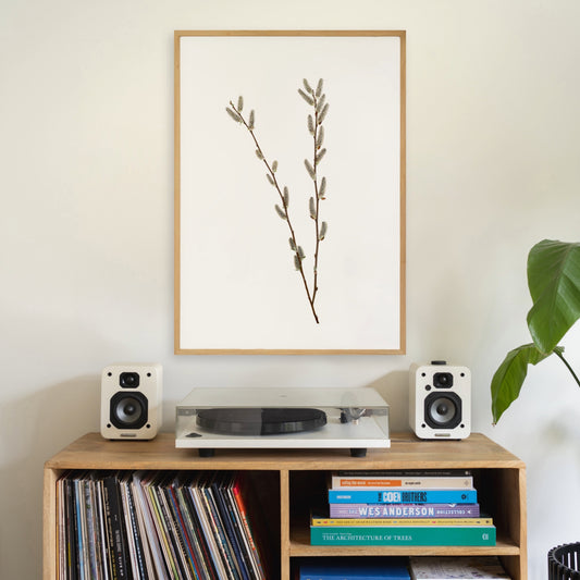 Willow Catkins II