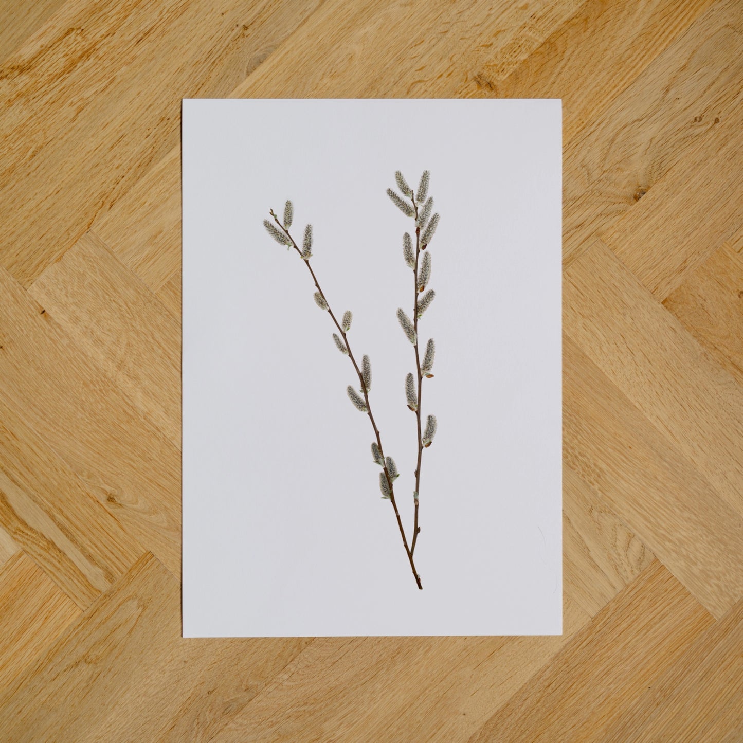 Willow Catkins II