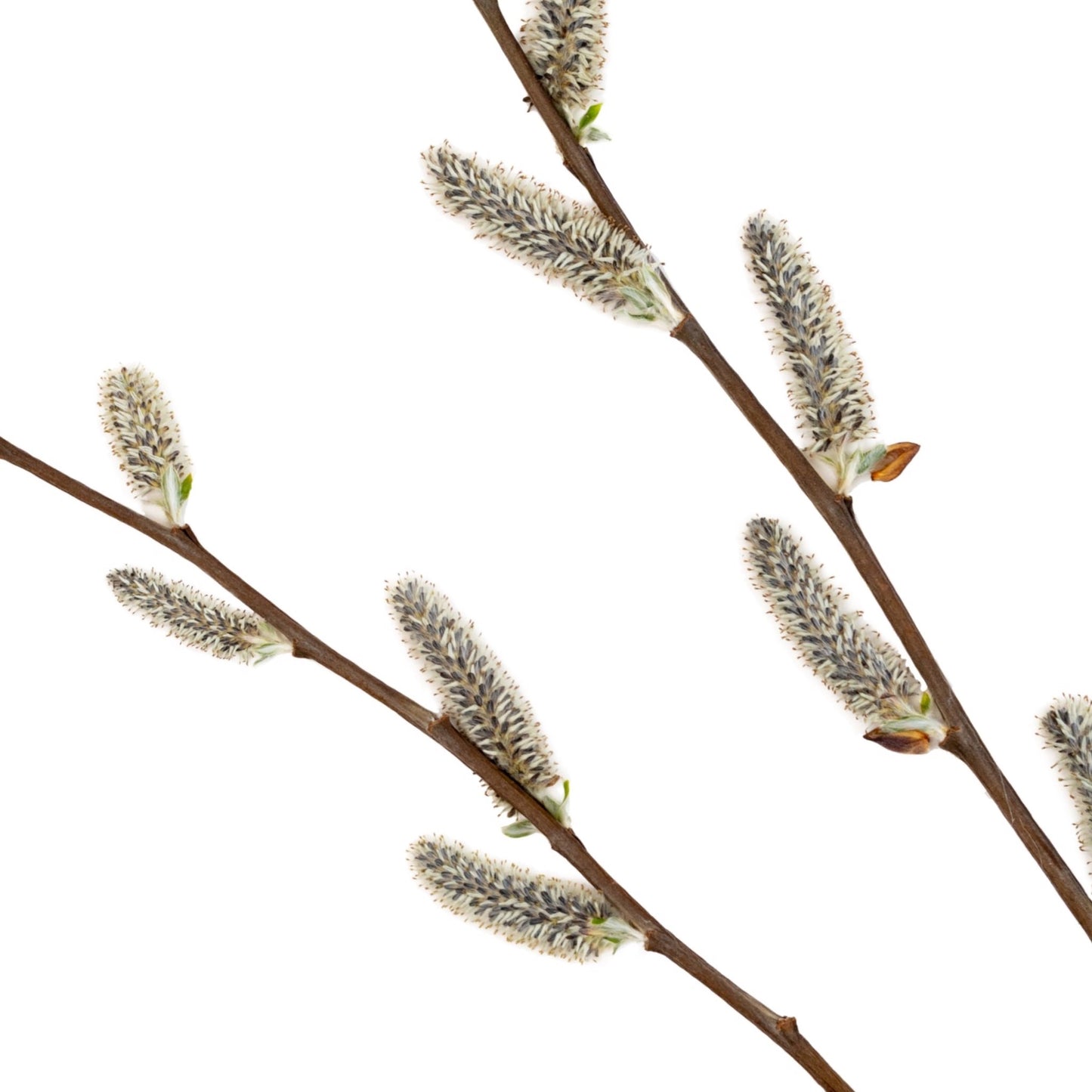 Willow Catkins II