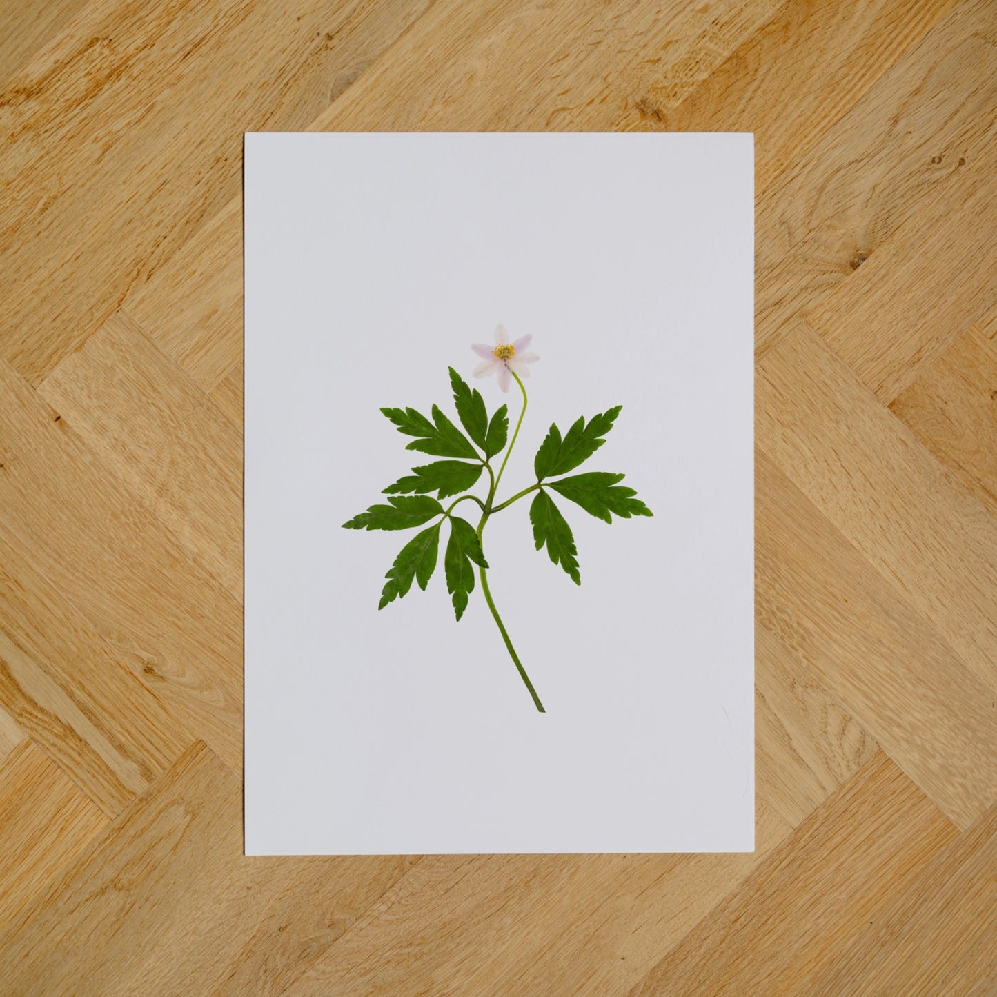 Wood Anemone