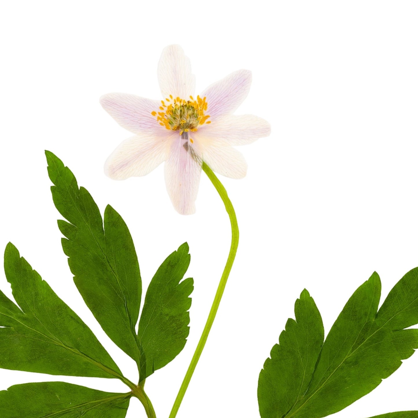 Wood Anemone