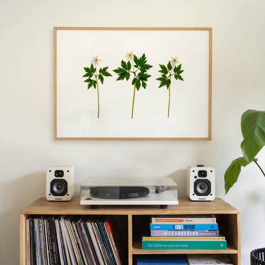 Wood Anemones