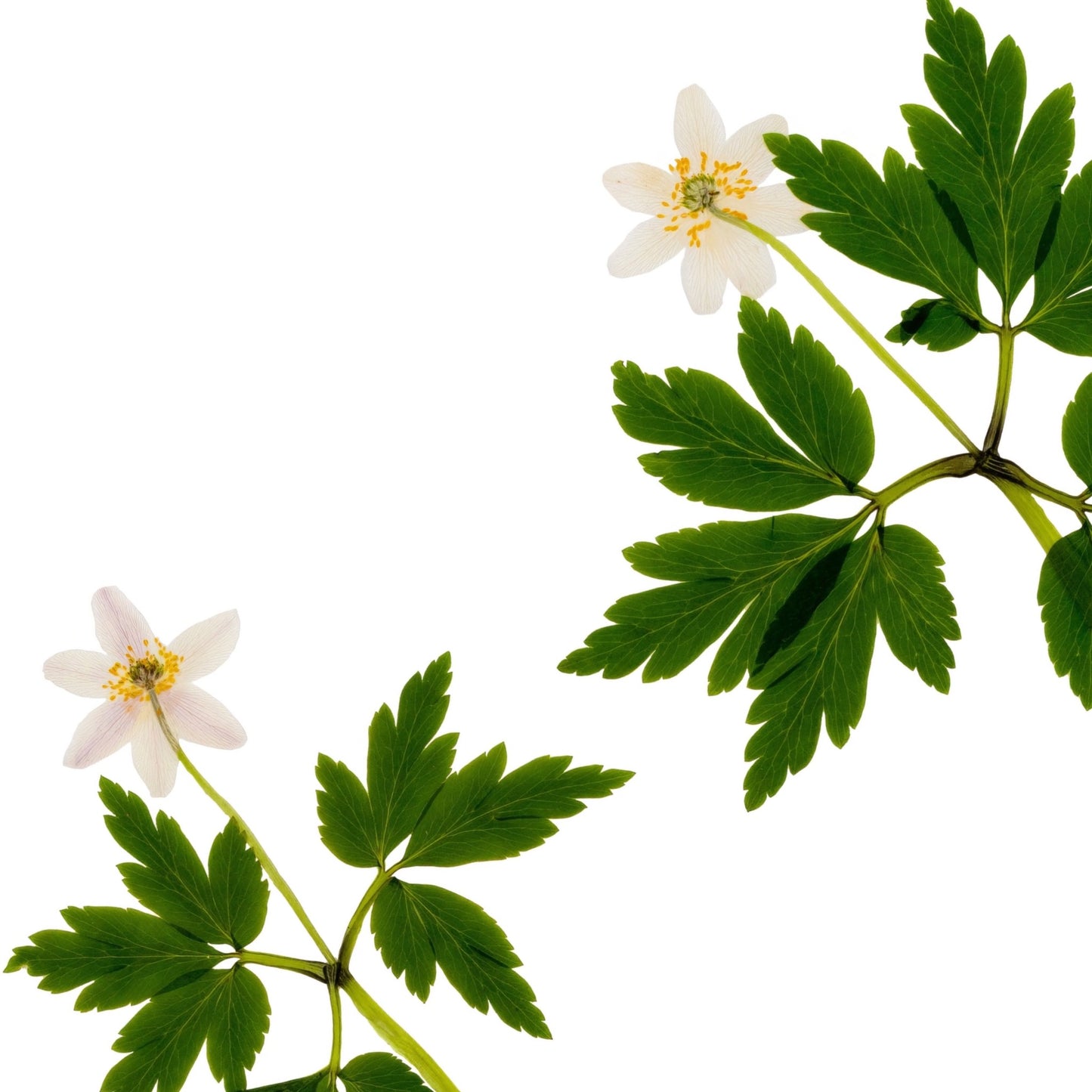 Wood Anemones