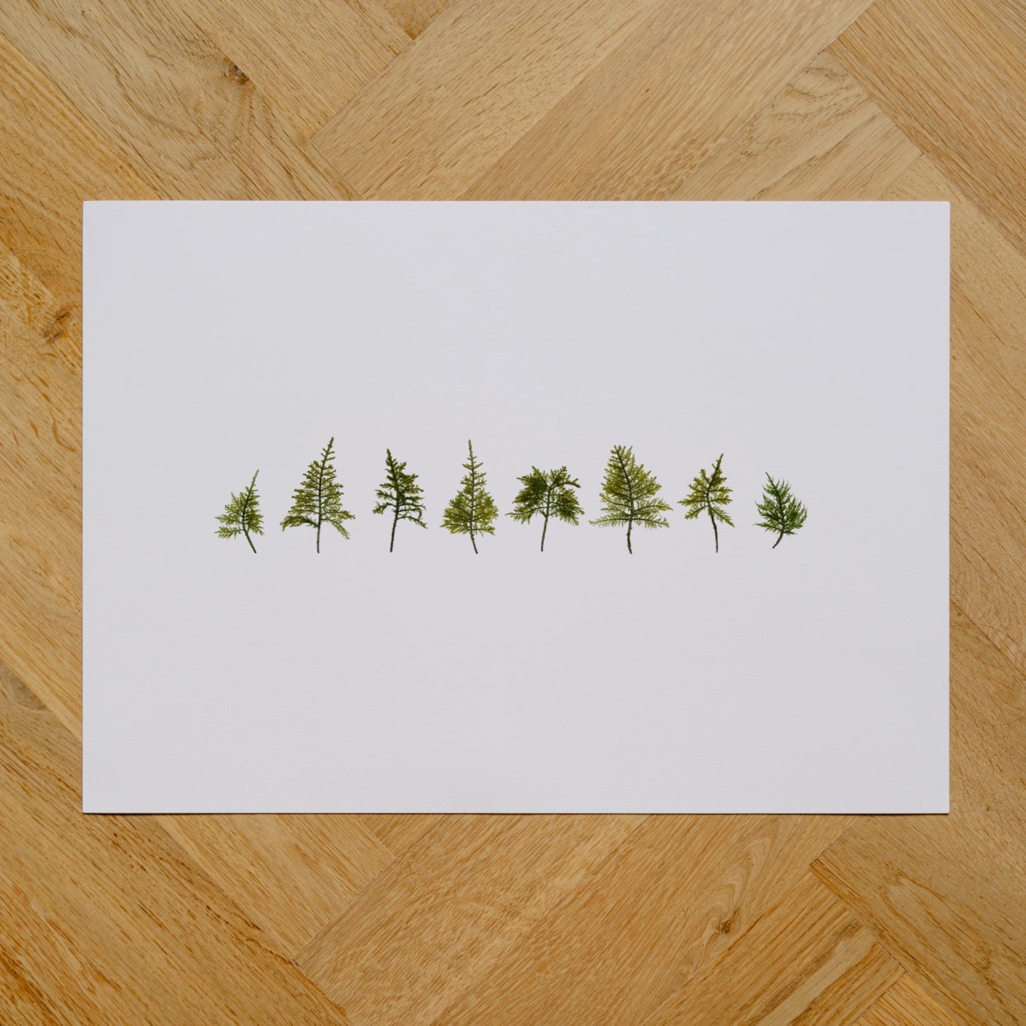 Wood Moss Forest