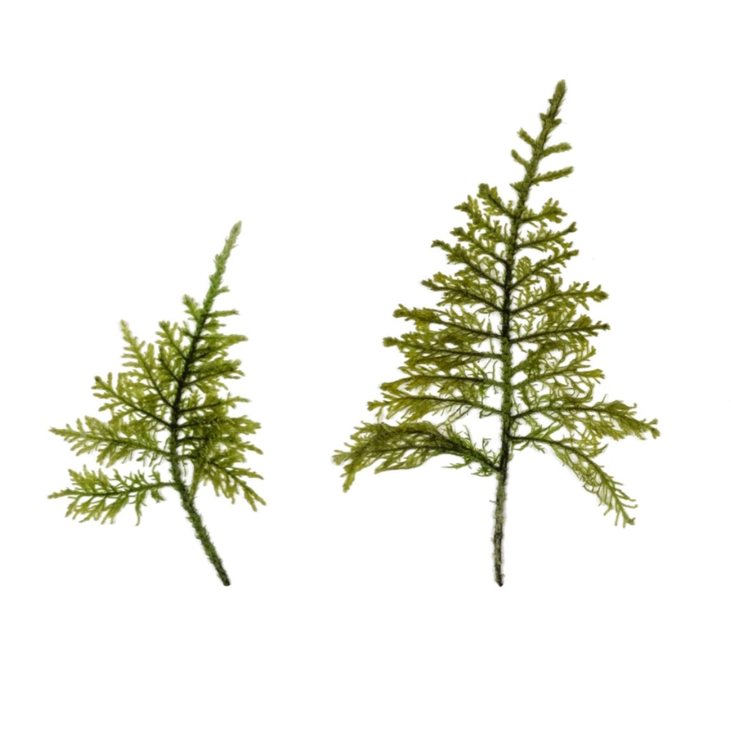 Wood Moss Forest