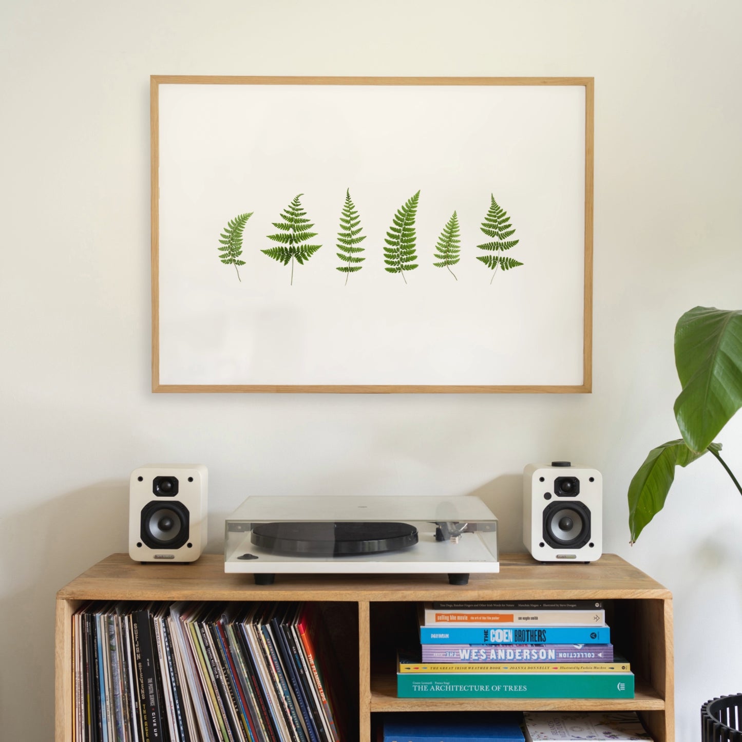 Woodland Ferns