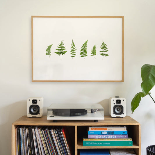 Woodland Ferns