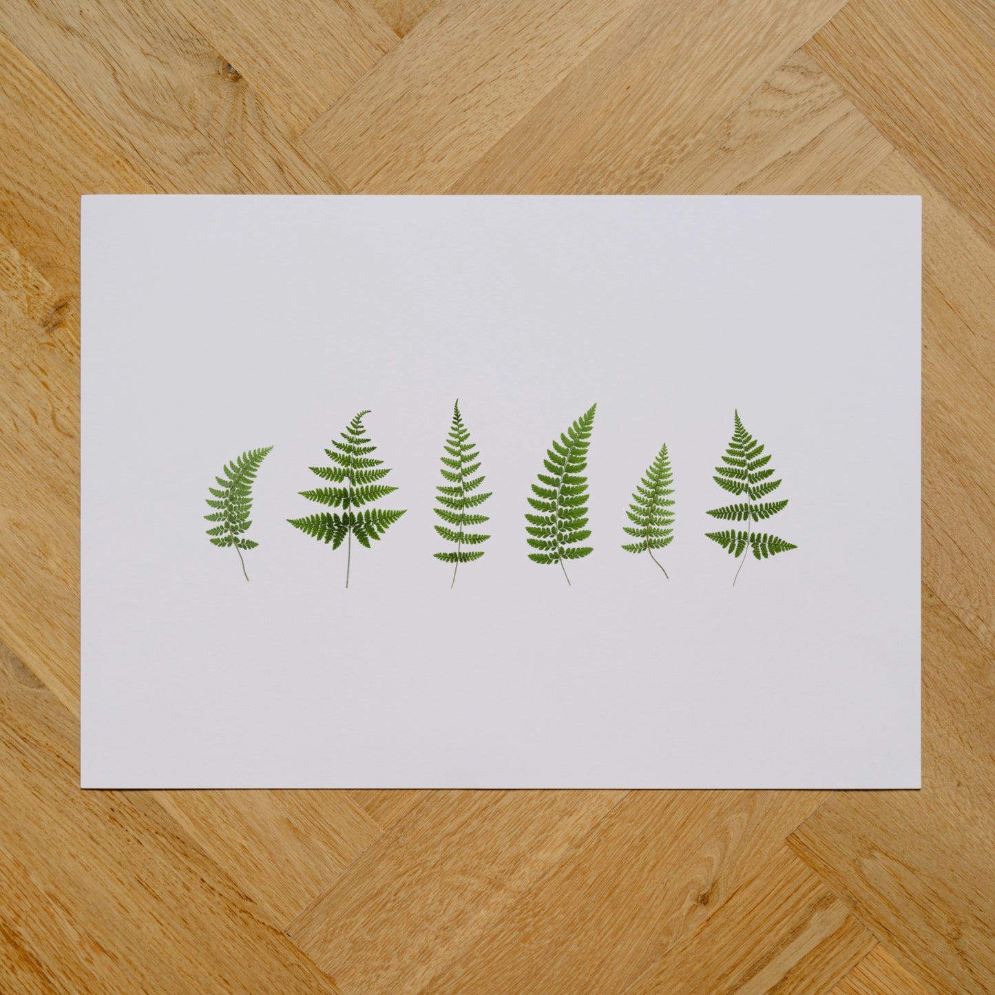 Woodland Ferns