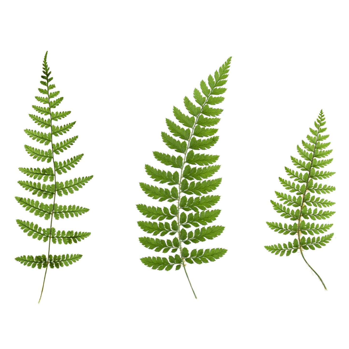 Woodland Ferns