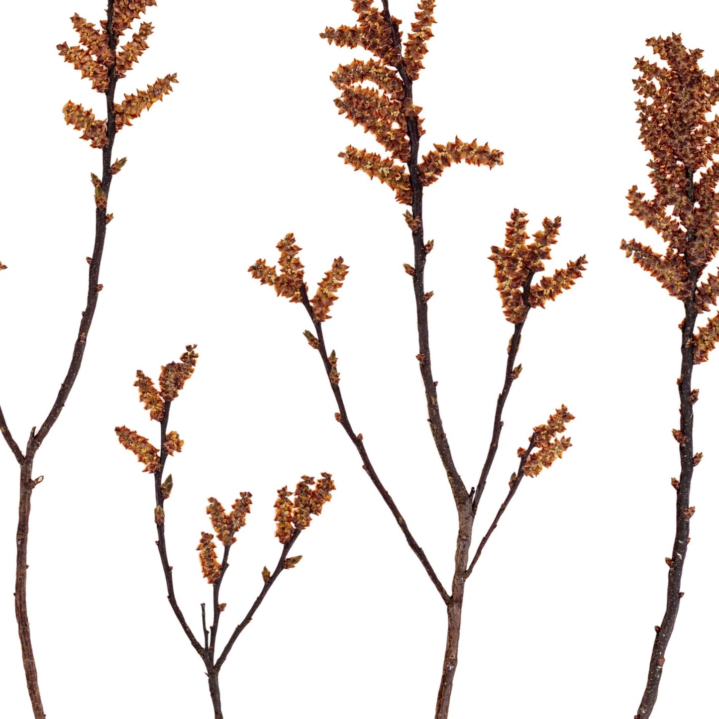 Bog Myrtle Forest I