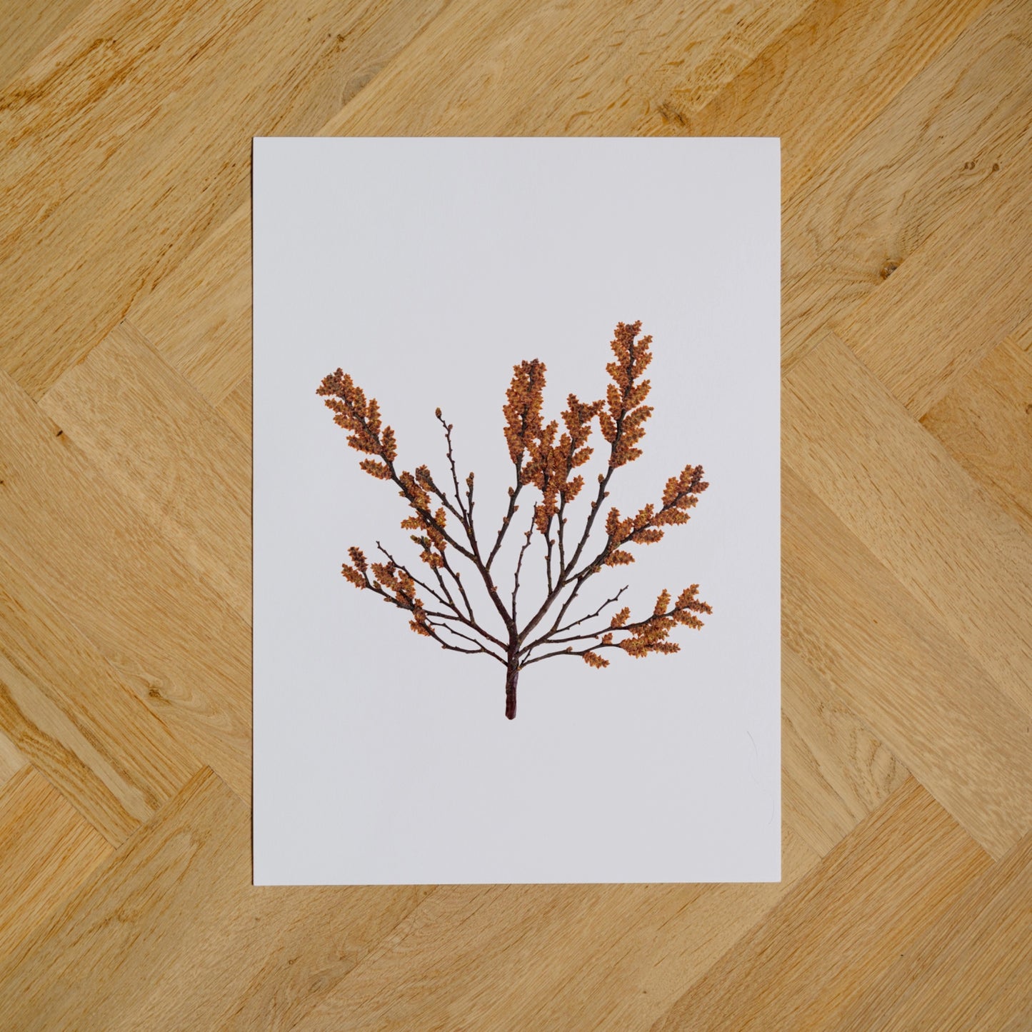 Bog Myrtle II