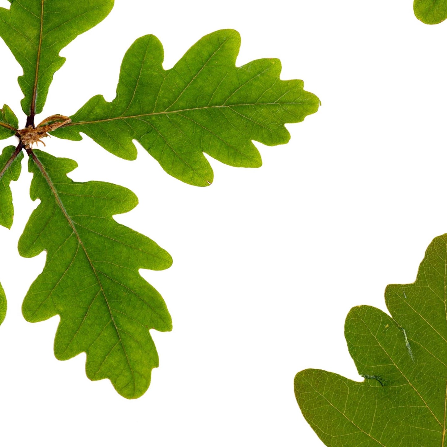 Oak Leaves I