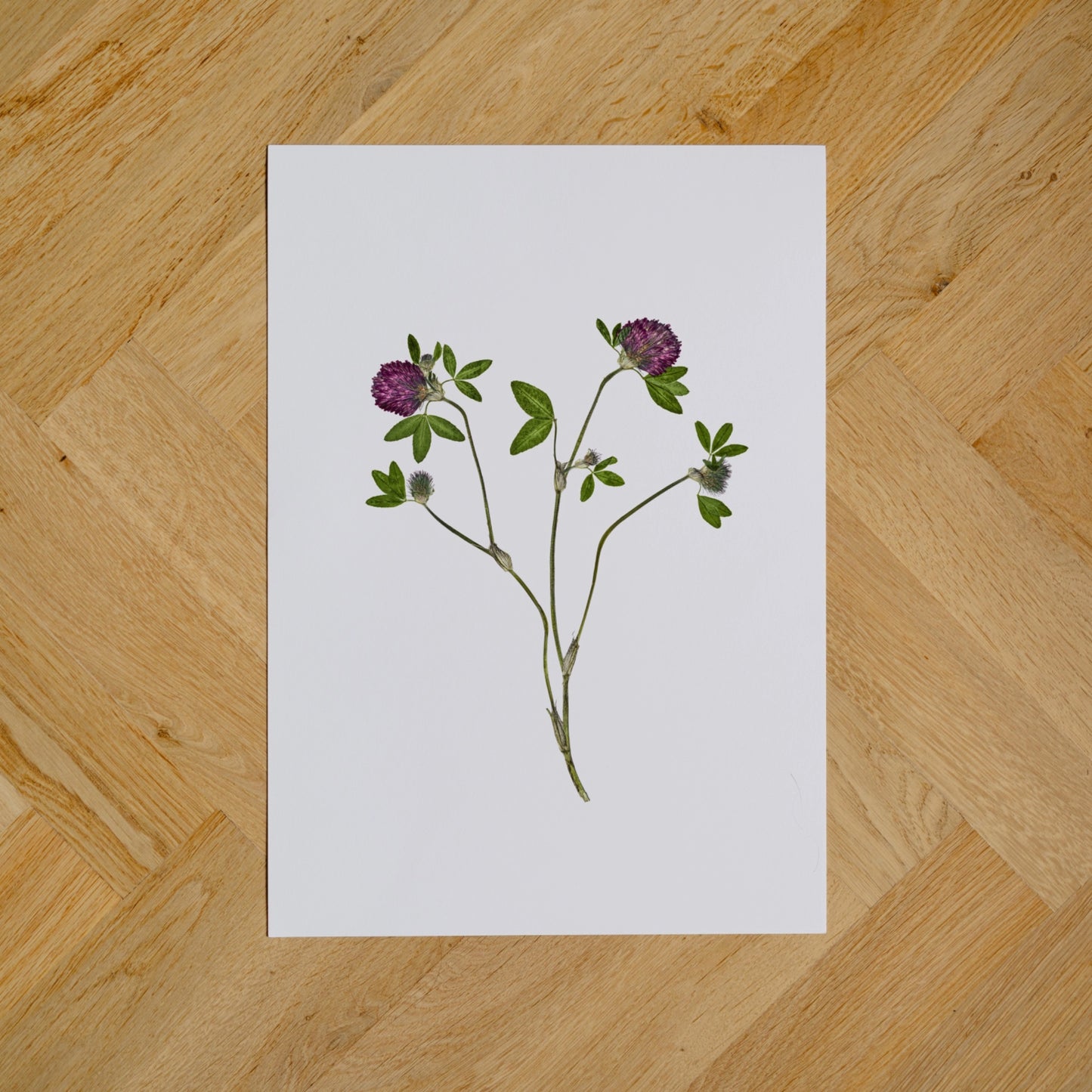 Red Clover