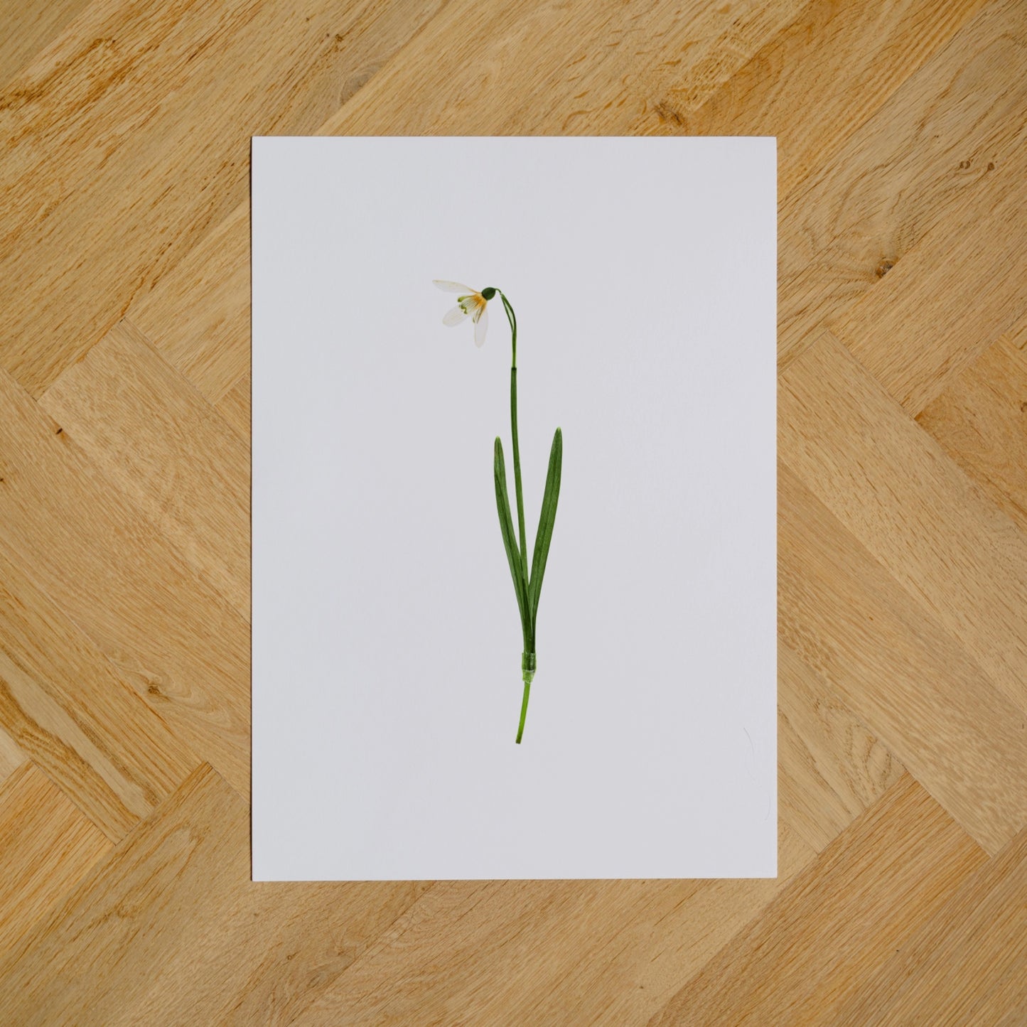 Snowdrop