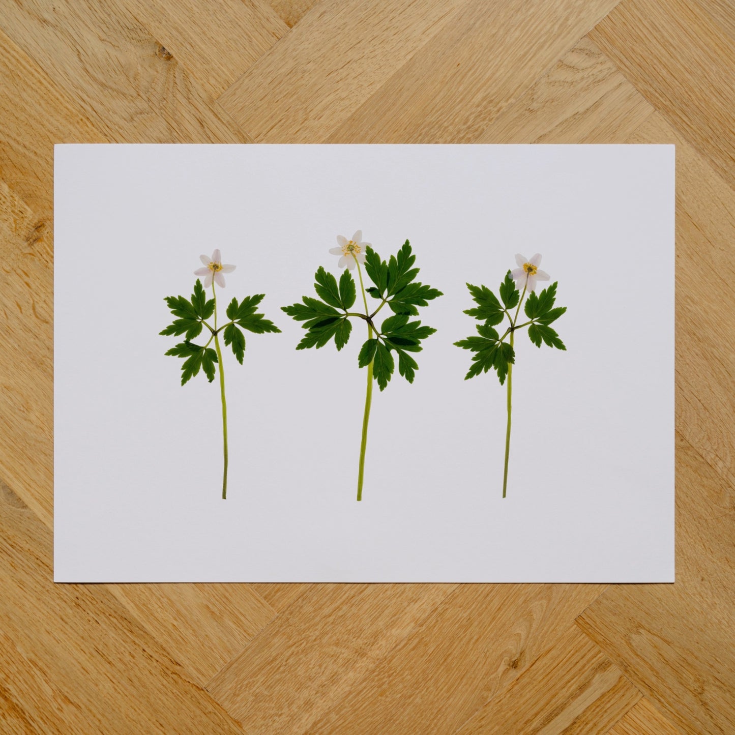 Wood Anemones